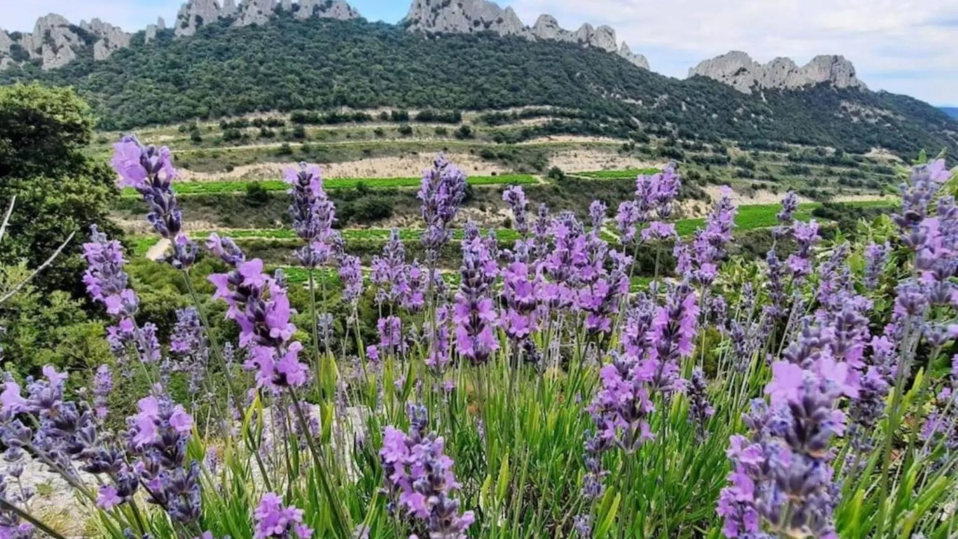 Les Dentelles Du Ventoux - Gite Avec Piscine Aubignan Holiday home